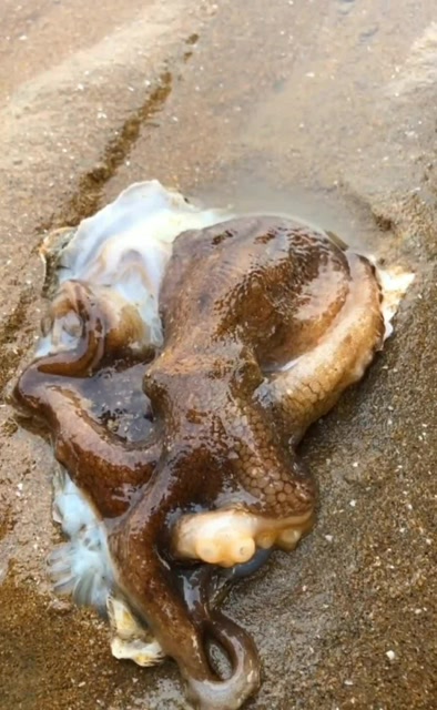 赶海了看这个章鱼