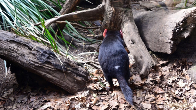 叫声凄惨恐怖的鬼鸟民间又叫冤魂鸟你有见过吗