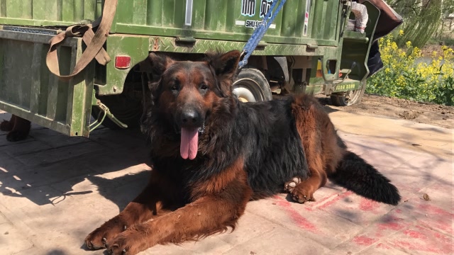 价值15000元的长毛苏联红,配种费高吗?听听大叔咋说?