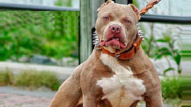 排名第一的"狗王",人类禁止饲养,专家:能养你都养不起