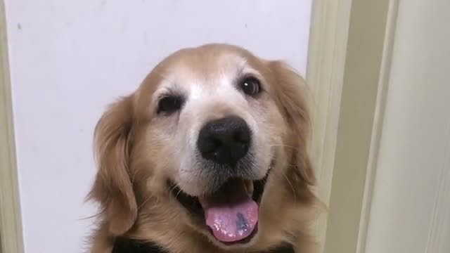 男主人说金毛艾迪不会咬嘴唇,艾迪立马咬给他看,太可爱了!