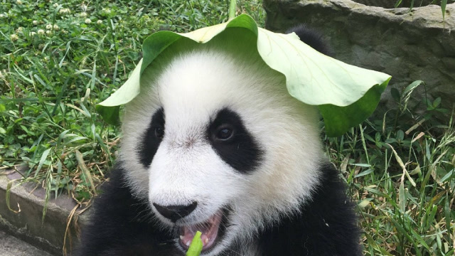 动物园里的一只熊猫,居然将荷叶戴在自己的头上,靠实力圈粉