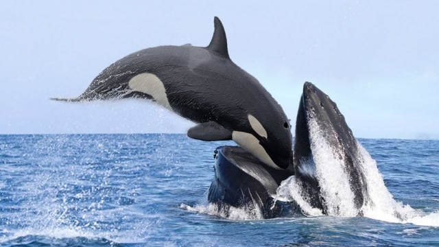座头鲸殴打虎鲸图片图片