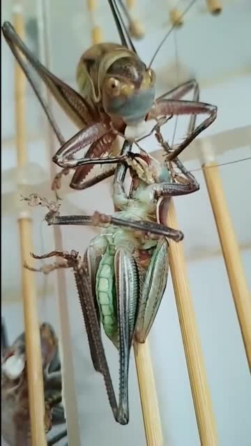 蝈蝈吃起东西来毫不含糊,频率真快!网友:牙齿亮了!