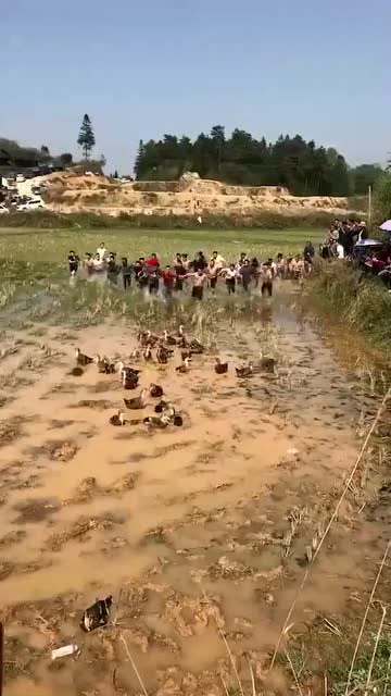 水田捉鸭子大赛,谁抓到就是谁的!