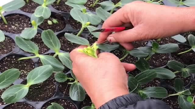 老板种植的西瓜,都是用南瓜苗嫁接的,结出来的西瓜又大又结实!