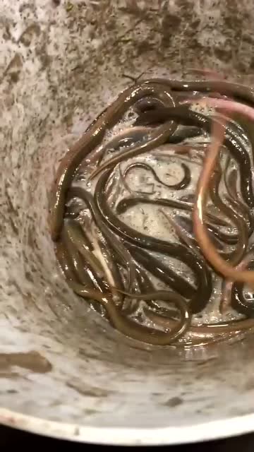 这些黄鳝晚上都会出来活动抓黄鳝的好时机