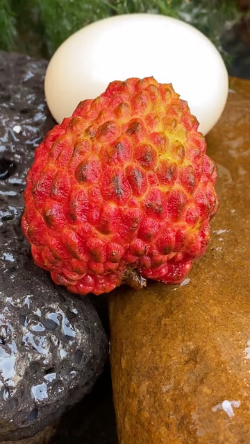 和鸡蛋一样大的荔枝你们吃过吗?