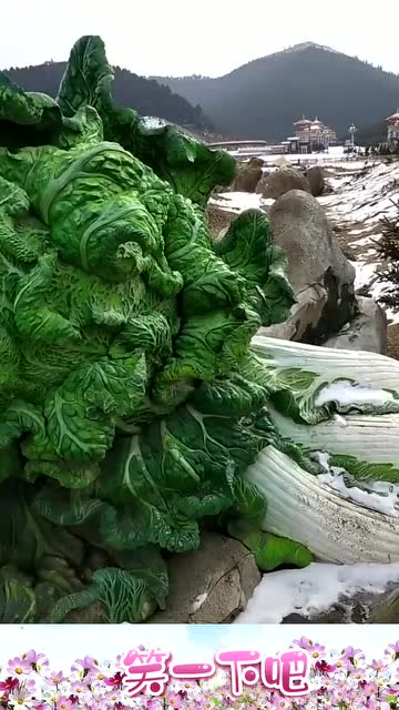 世界上最大的白菜,眼前的画面,长见识了