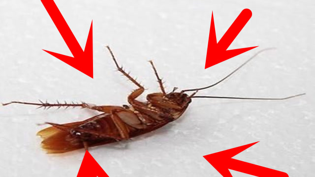 家里有蟑螂不要急,教你一个农村土方法,蟑螂来多少灭多少,真棒