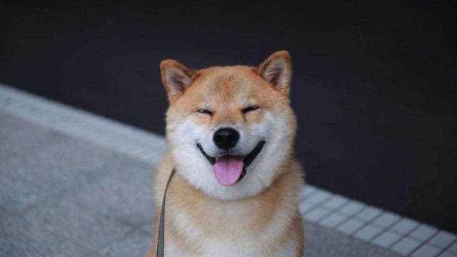 来自柴犬的"微笑狙击":爱笑的狗狗运气不会差!