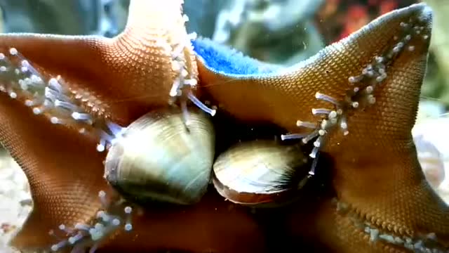 第一次见海星吞花蛤,一次居然吸住了两个,典型的吃着碗里的看着锅里的