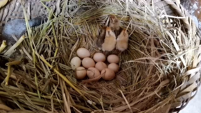 老母鸡孵了一窝小鸡,各个呆萌呆萌的,就是还有6个大坏蛋