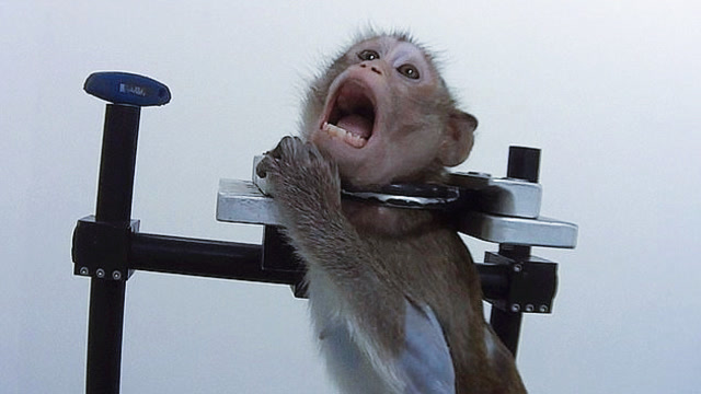 又是印度:猴子从印度实验室偷走了新冠病毒血样,网友:哭笑不得