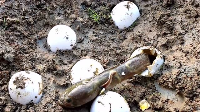 抓鱼的方法千奇百怪,鸡蛋壳里的鱼