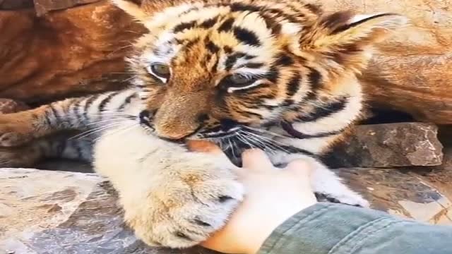 小老虎就爱吃手指,虽然我看似稳如老狗,实则内心慌的一批