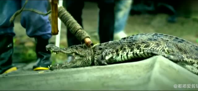百万巨鳄:光头刘没钱给鳄鱼阿毛他们买肉吃,选择出售了鳄鱼.