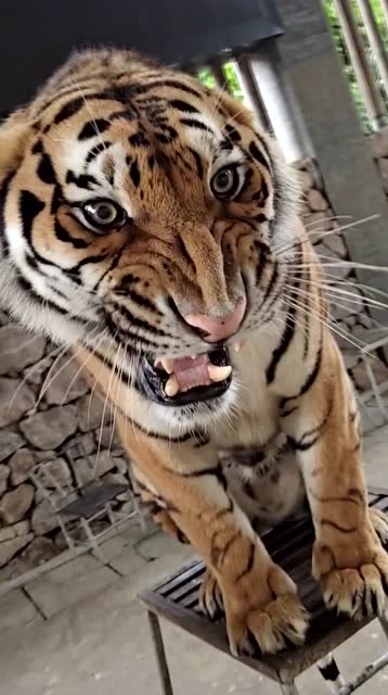 经常听说虎啸山林今天终于见识了老虎的怒吼简直地动山摇