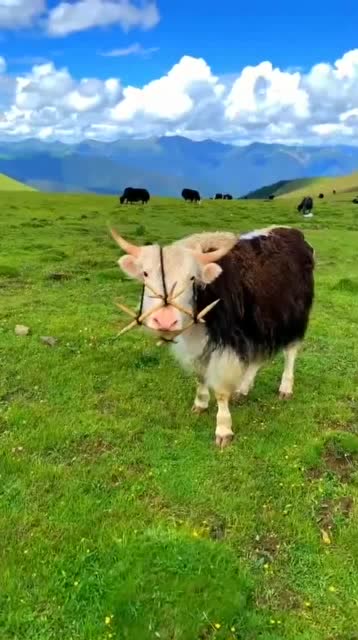 这头牛嘴上戴的是什么,我还是第一次看到,感觉好奇怪