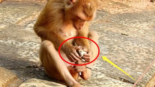 一只老鼠不幸被猴子抓住,下场比被猫抓住还惨,接下来忍住别笑