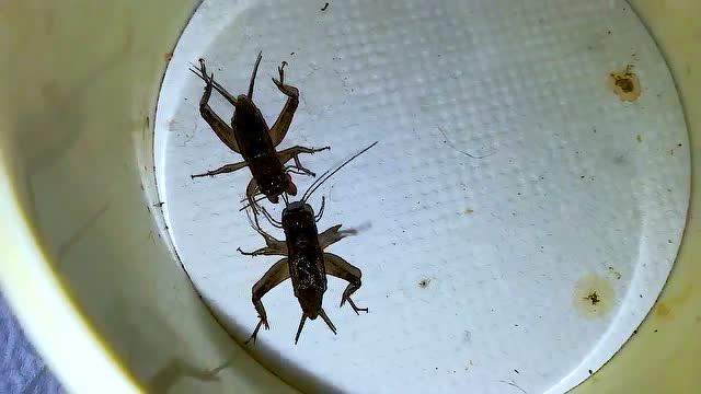 一场精彩绝伦的斗蛐蛐比赛,连打两分钟,锁口摔跤各个招式都用了