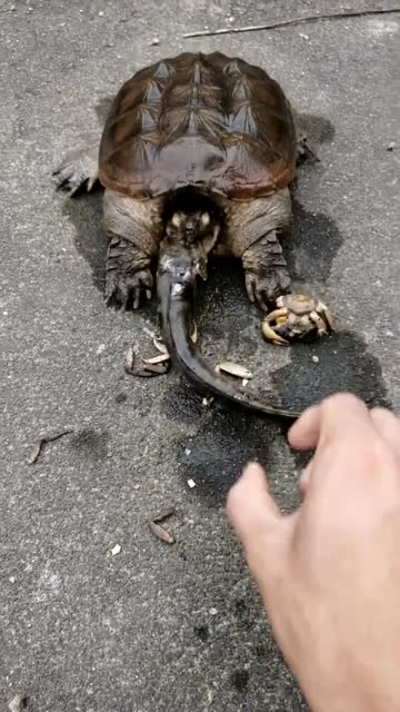 鳄鱼龟一口咬住清道夫,太残忍了