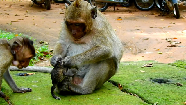 蟾蜍被猴子逮住后,简直被虐哭几百遍!网友:让我心疼你三分钟