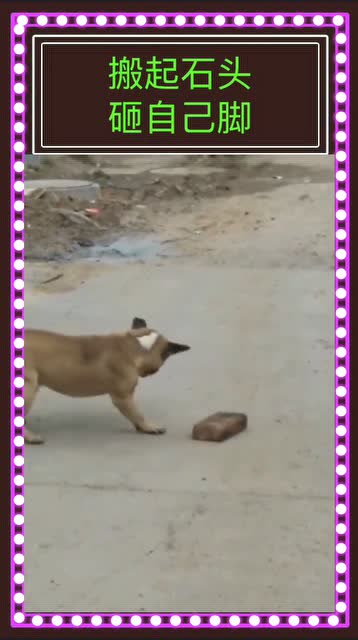 这才是真正的搬起石头砸自己的脚,接下来狗子的一波操作,太尴尬