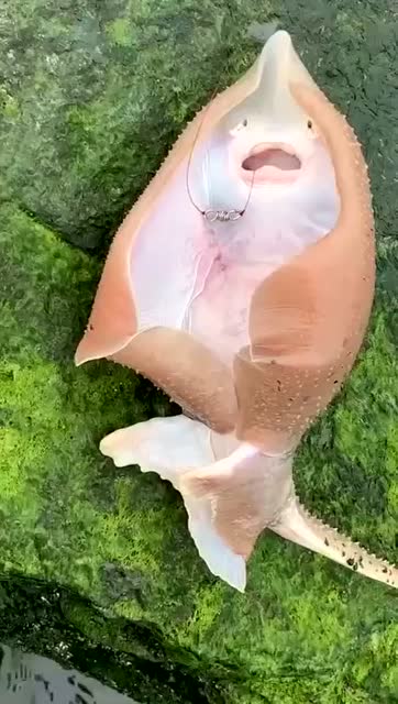 钓到一条会哭的鱼!