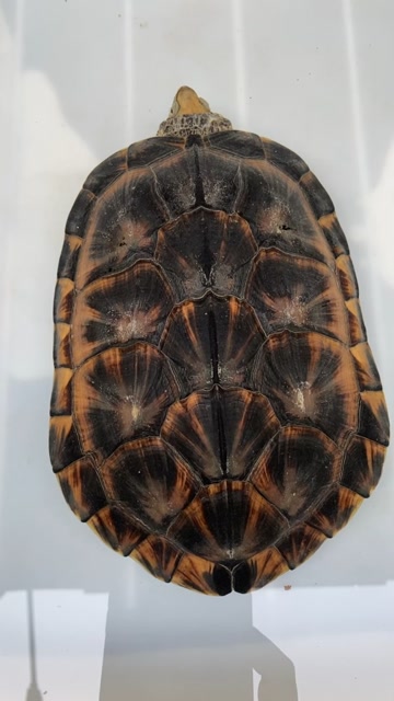 石金钱龟俗名南石学名黄喉拟水龟