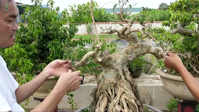 盆景园的主人正在修剪榕树盆栽把枝叶都剪去了这波操作怎么样