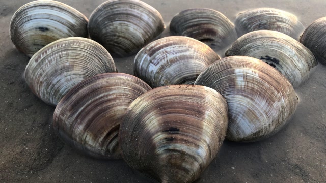 二哥赶海找到入海口的位置"大贝壳蛤蜊特别多"一会就抓几十个