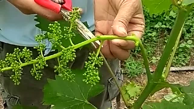 果农现场给展示葡萄树疏果技术当我看完后真是服了这技术很实用