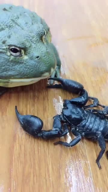 当大蛤蟆遇到蝎子会出现什么情况蛤蟆你真当我傻啊