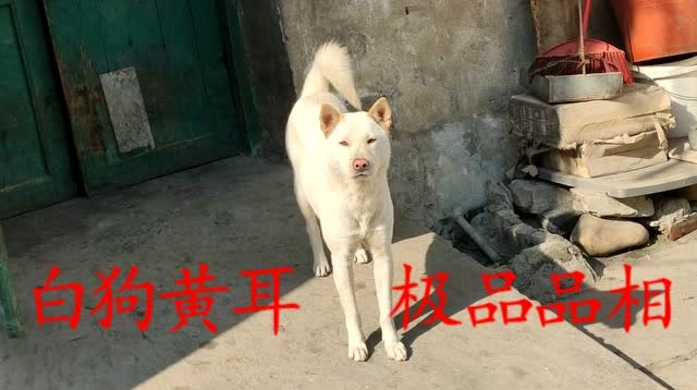 中国本土的好狗,白狗黄耳的中华田园犬,这只是我视频里最聪明的