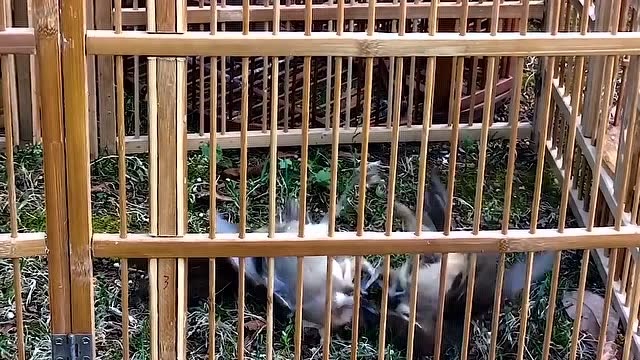 精彩斗鸟,漂亮的画眉鸟打架太厉害了,只看见羽毛飞,很会用嘴打