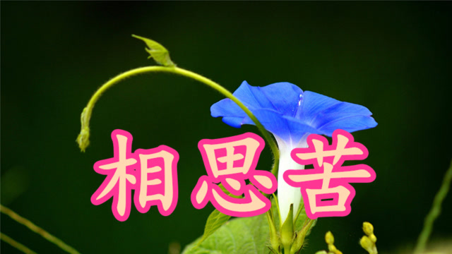 一首情歌《相思苦》,明知相思苦,偏偏苦相思