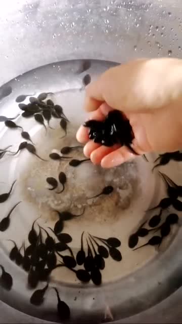 小蝌蚪别躲,把尾巴剪了,珍珠奶茶你值得拥有