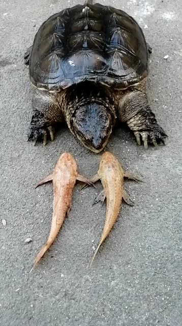 鳄鱼龟陆地中捕食红清道夫