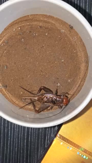 玉红头黄金背!瞅瞅我这刚逮的蝈蝈,感觉自己要发了