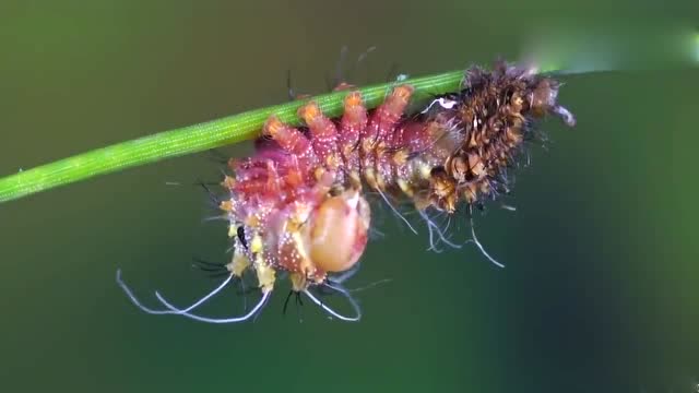 蚕蛹进化,场面震撼,镜头记录全过程!