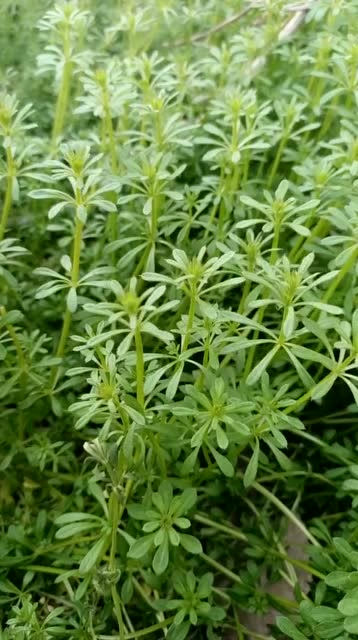 小时候放学了,就去田里拔这种草喂猪,如今却忘了这草叫啥名字了