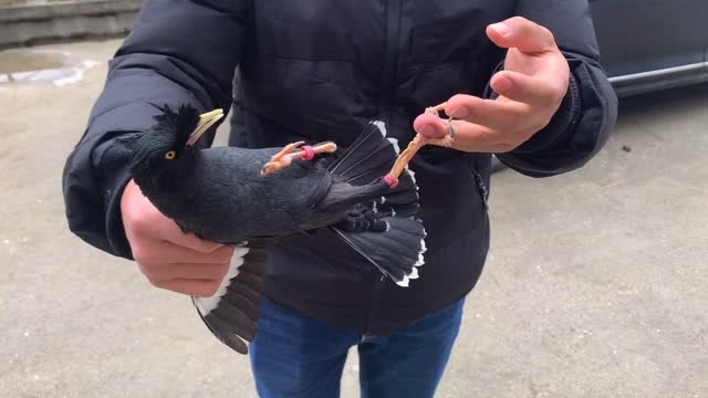 一只黑鸟总是攻击这个小伙,这个鸟太凶了,原来鸟也知道记仇