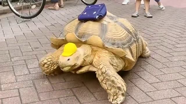 在街头上看到大爷遛乌龟,这体格真是太大了,路人看到后都纷纷不敢相信