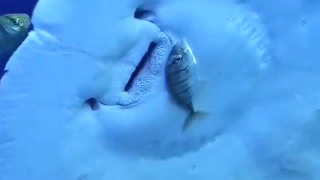 真实版"大鱼吃小鱼",自然界的物竞天择适者生存,太残忍了!