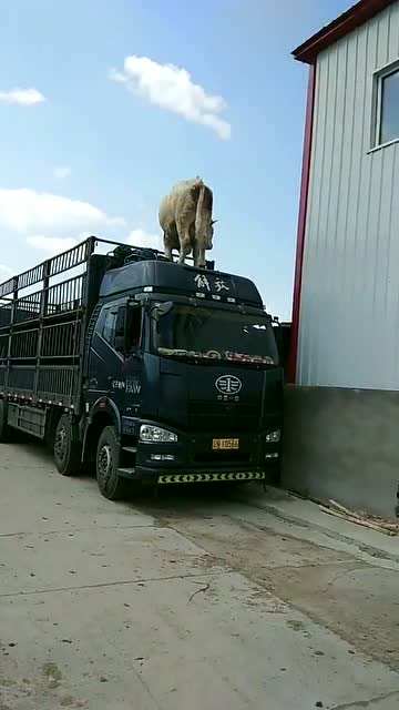 牛跳车顶上,要在大货车头上拉屎拉尿!