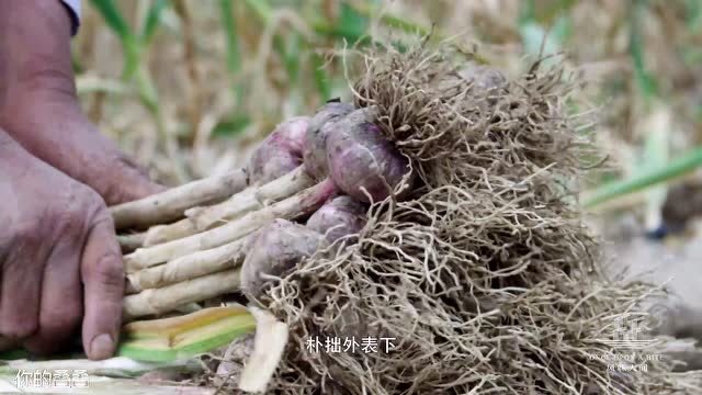 阳荷味道清新,可以做泡菜,也可以新鲜食用
