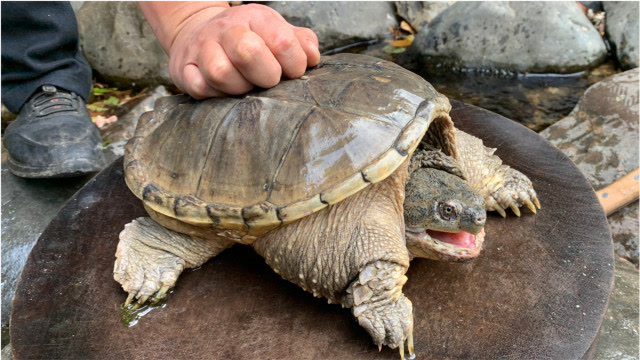 200元买了一只6斤的养殖大鳄龟,看看小伙什么吃法,真是高手在民间