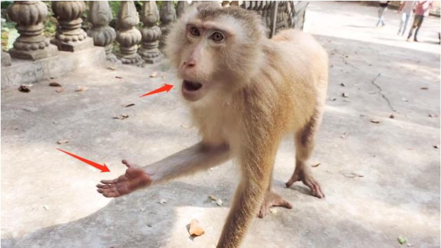 哇塞,母猴伸手,张嘴,这是要讨吃的吧,超级逗!