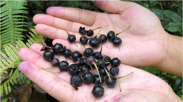 农村山上常见的野果子,小时候的美味零食,你们吃过吗?